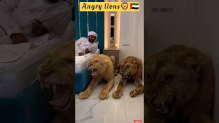 Download lagu Dubai 🇦🇪 King 👑 Sheikh Nawab With White Tiger 🐯 Lion 🦁 White Tiger 🐅 #Dubai #shorts mp3 Download lagu Dubai 🇦🇪 King 👑 Sheikh Nawab With White Tiger 🐯 Lion 🦁 White Tiger 🐅 #Dubai #shorts mp3