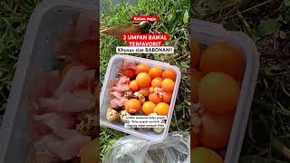 Download lagu Banjir Strike Pake Ayam dan Telor?? #shortsvideo #shorts #pemancingan #bawal #babon #mancing #fish mp3 Download lagu Banjir Strike Pake Ayam dan Telor?? #shortsvideo #shorts #pemancingan #bawal #babon #mancing #fish mp3