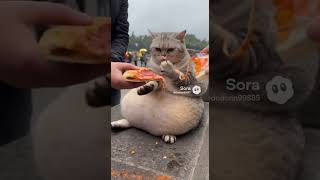 Fat cat #sora2  #aivideo #shorts