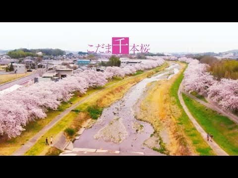 【埼玉県本庄市】こだま千本桜（2分半Ver.）