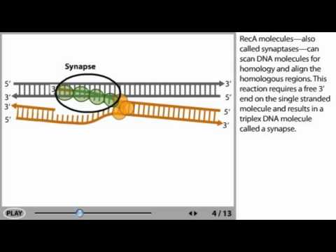 DNA recombination Animation