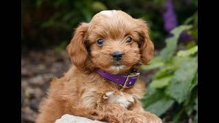 Video preview image #1 Cavapoo (Miniature) Puppy For Sale in COATESVILLE, PA, USA