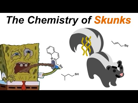 What Makes Skunks Stink?