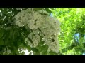 Белой акации гроздья душистые 