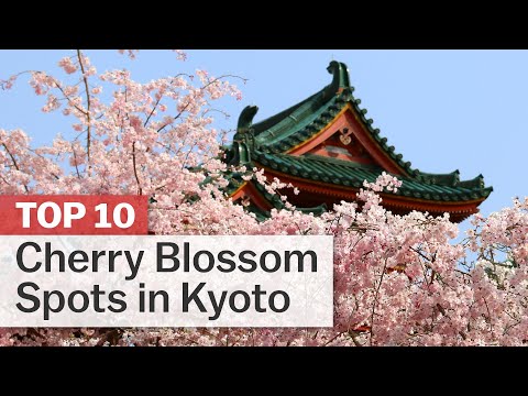 京都的10大櫻花名勝 - 日本指南網 (Top 10 Cherry Blossom Spots in Kyoto | japan-guide.com)