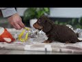 Miniature Dachshund dogs for sale: Alex - Video 1
