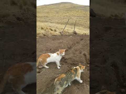 seguimos sembrado los últimos surcos #gatitos felices #ocoruro #espinar #cusco #perú 💯❤️‍🩹🇵🇪🇵🇪