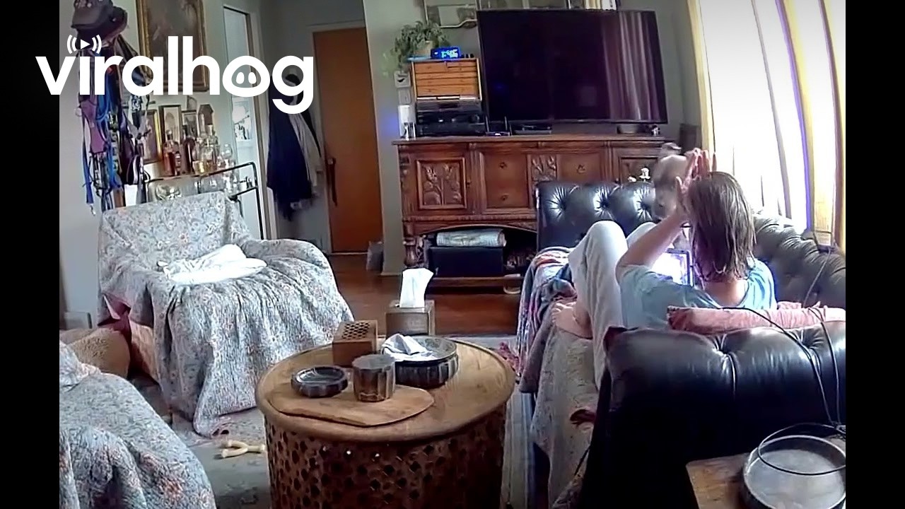 Pup Comes Racing in and Flies Over Couch || ViralHog