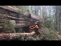 Falling and Bucking a large cedar