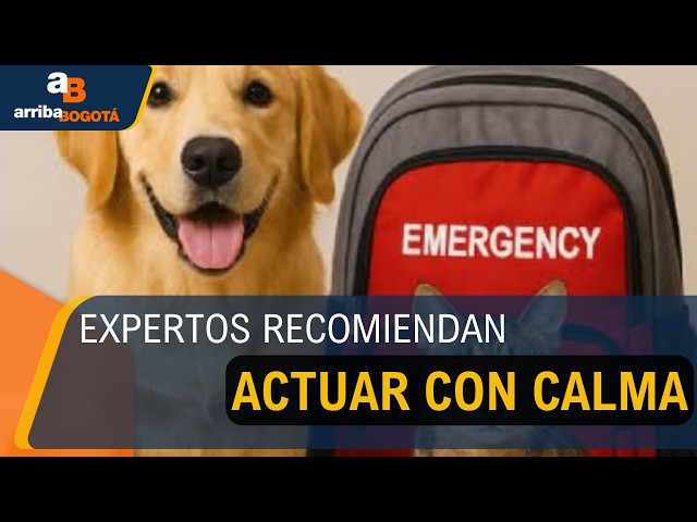 Las claves para proteger a las mascotas durante una emergencia o desastre