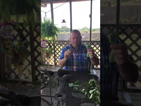 Introduction to Dendrology  Broadleaf & Conifers