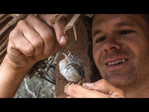 image-How do you take care of a baby bird at home?
