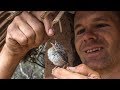 Caring for a baby bird in the hut