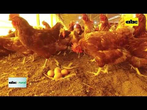 , title : 'Importancia de las horas luz en la producción de gallinas ponedoras'