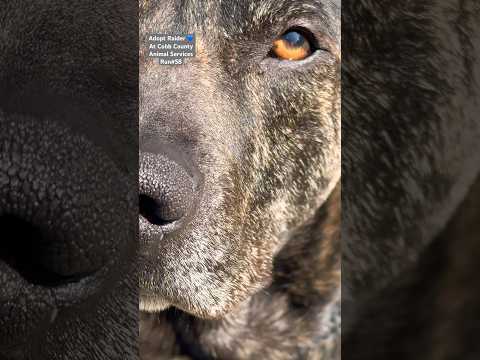 RAIDER - see video, an adoptable American Bully & American Bulldog Mix in Marietta, GA_image-1