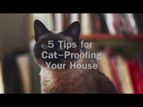 5 Tips for Cat-Proofing Your House