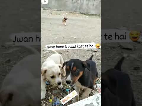 Bina Wjah Inko Bhi Khila Diya Kro | inko Nahi Pta Khane Pse Lagte hai #short