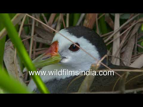 Jal murghi sits on her eggs, in a neat nest among water plants in a wildfilmsindia wetland in Delhi