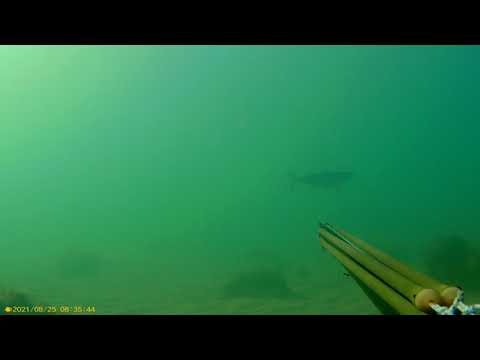 2021 0825 083521 012