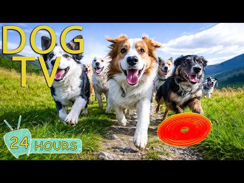 DOG TV: Best Entertain Videos & Calm Music for Dogs When Home Alone - Relax All Day Music for Dogs