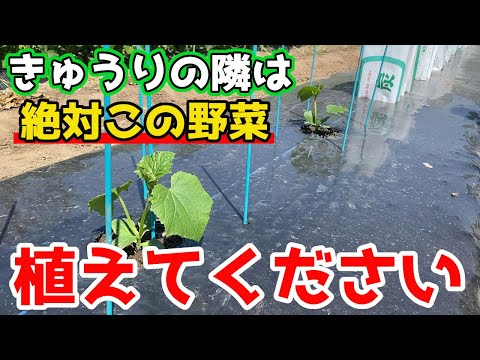 トマトの隣にどの花を植えますか?良い植物の組み合わせ  庭園