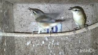 Download lagu Tips for distinguishing the characteristics of male and female Sinchan stale crusts while still i... mp3 Download lagu Tips for distinguishing the characteristics of male and female Sinchan stale crusts while still i... mp3