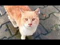 Cat Is Cold On A Snowy Day Wants Love And Food