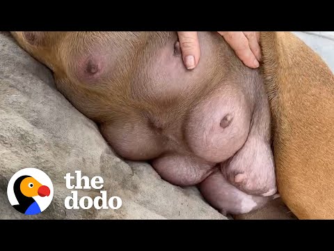 Heavily Pregnant Pittie Gets Rescued From Shelter 47 Minutes Before It’s Too Late | The Dodo