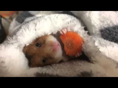 Nice hamster with a piece of carrot.