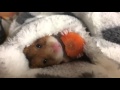 Le hamster cool, et sa carotte