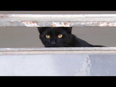 Moradores pedem ajuda para colônia de gatos que vive no antigo prédio da Unesp