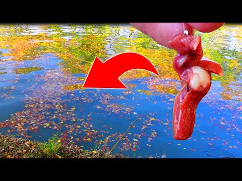 Herbstliches Aal angeln: Vom Pech verfolgt, aber die Leidenschaft bleibt!