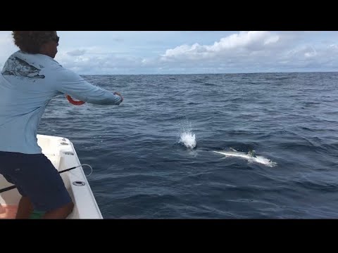 I caught a big tuna on a handline!!