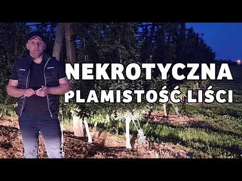 Nekrotyczna plamistość liści