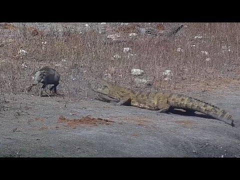 Croc makes a move on the curious little warthog at Tau Waterhole - africam - explore.org