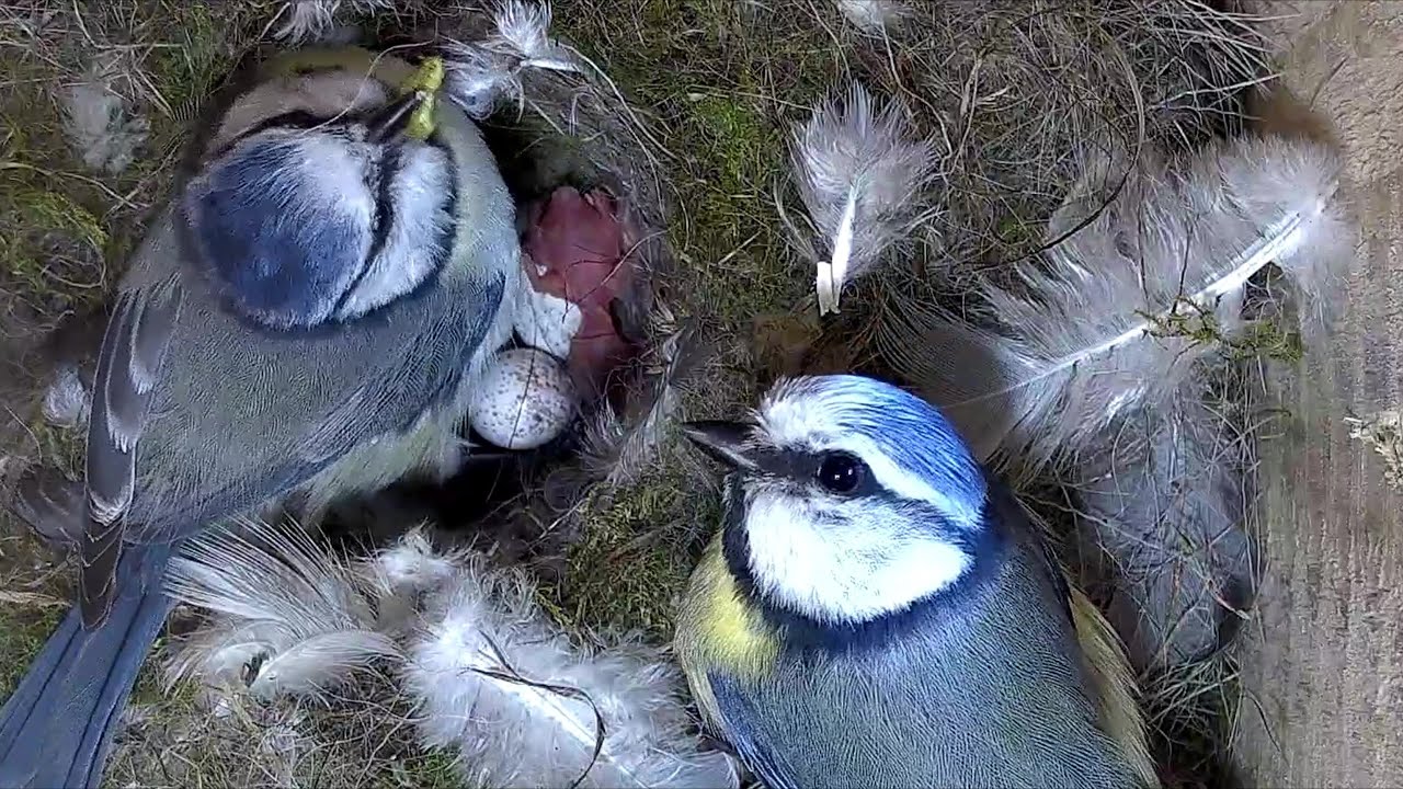 Schlüpfende Gaga-Küken & Igel flippt aus! 1 Die Küken der Gaga-Blaumeise schlüpfen! | 09.05.2024