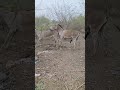 Donaldtrump Donkey Sex Xxxx Selflove Xbox