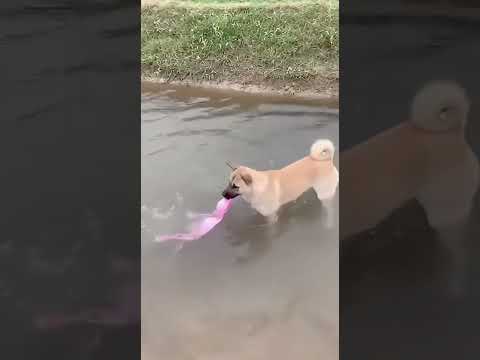 #Even dogs are becoming sentient # Big Yellow, Big