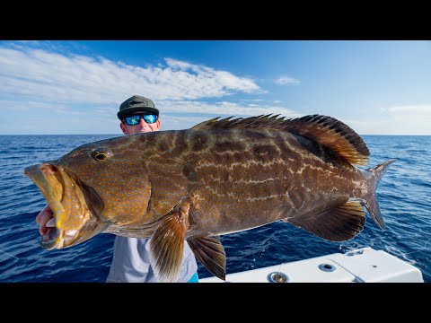 Most EXPENSIVE Deep Sea fish! Catch Clean Cook (Grouper)