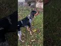 BLUETICK COONHOUND male 'BLUE' BAYING - video by owner Danielle G.