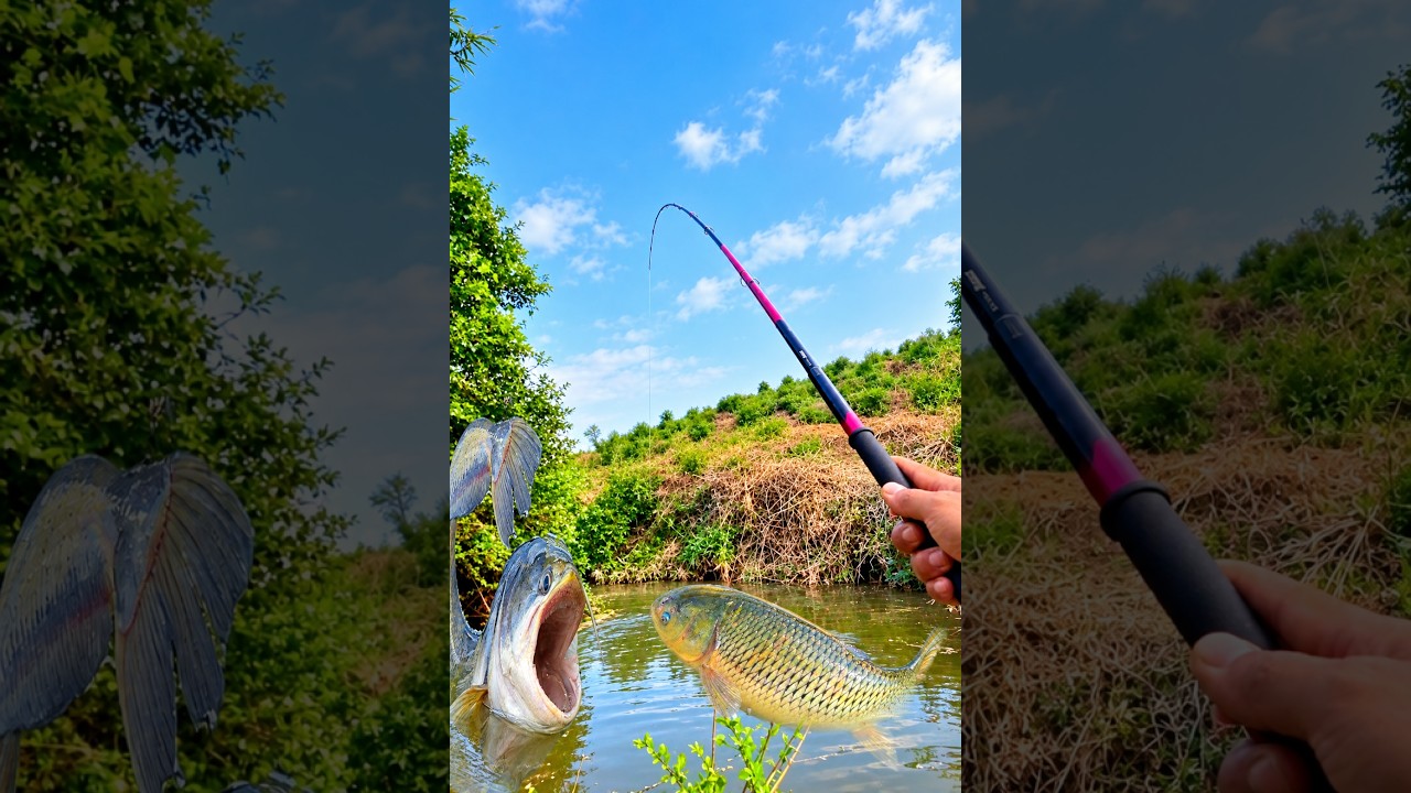 Amazing Hand Fishing || Traditional Boy Big Fishing By Hand In The Pond || Best Hook Fishing Video