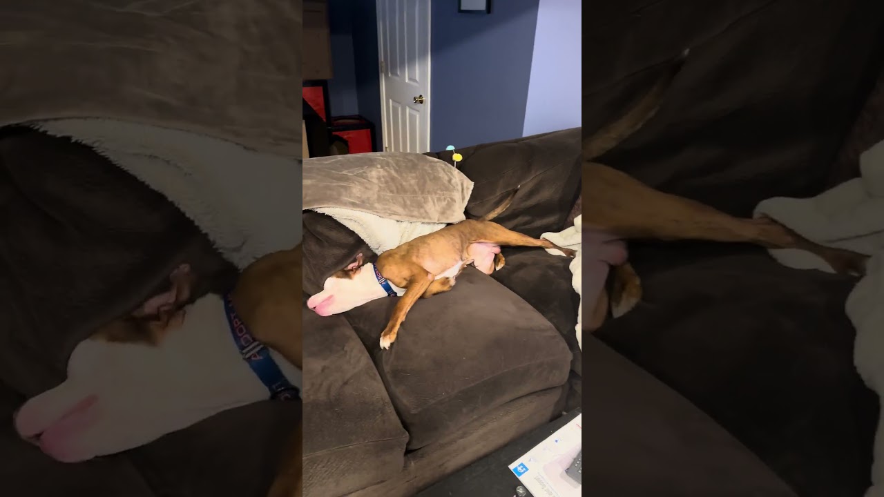 Derby, a Adoptable mixed breed in Chicago, IL video 6/6