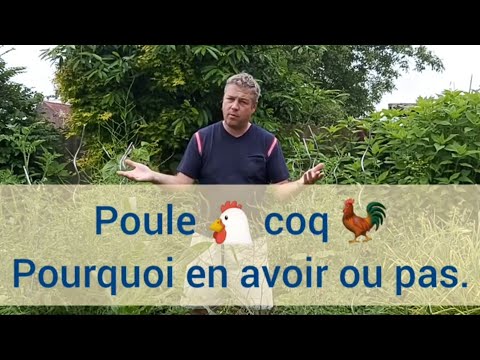 , title : 'TUTO - poules coqs et poussin.'