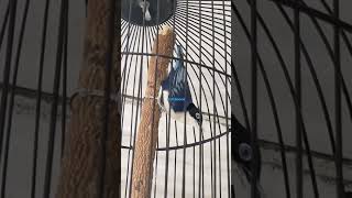 Download lagu Pesona burung rambatan Doraemon mp3 Download lagu Pesona burung rambatan Doraemon mp3