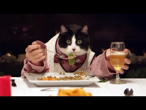 Cat invites over dogs for hilarious holiday feast