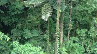 preview picture of video 'Arenal Hanging Bridges'