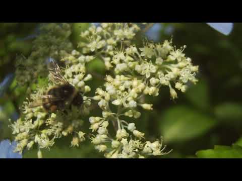 オオマルハナバチ　ガクアジサイの花粉を集める