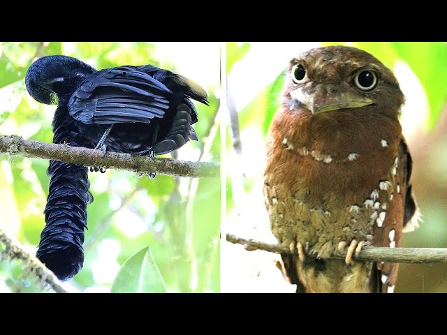 Video Pronunciation of magnificent frigatebird in English