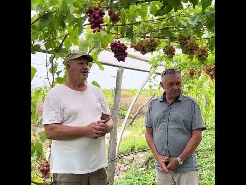 Отзыв о продукции ЭКОСС от виноградаря Малашенко Г.П.