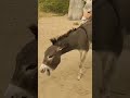 Donkey Mating Animalinteractions Animals Animalintelligence Mating